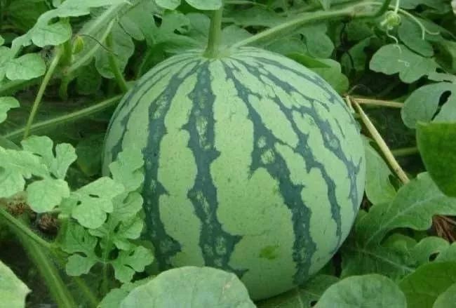 四川露地西瓜种植技术_西瓜种植四川露地技术要求_西瓜种植四川露地技术与管理