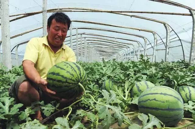 西瓜种植四川露地技术要求_四川露地西瓜种植技术_西瓜种植四川露地技术与管理