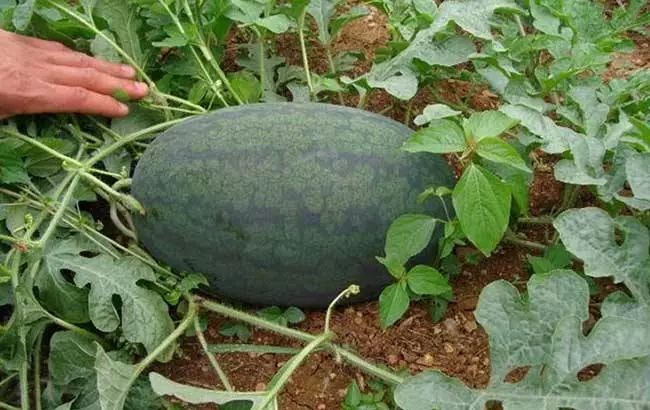 西瓜种植四川露地技术要求_四川露地西瓜种植技术_西瓜种植四川露地技术与管理