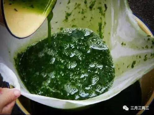 斑鸠叶树栽培技术_四川斑鸠叶树_斑鸠叶树致富经