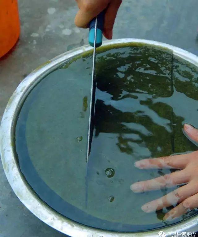 斑鸠叶树致富经_斑鸠叶树栽培技术_四川斑鸠叶树
