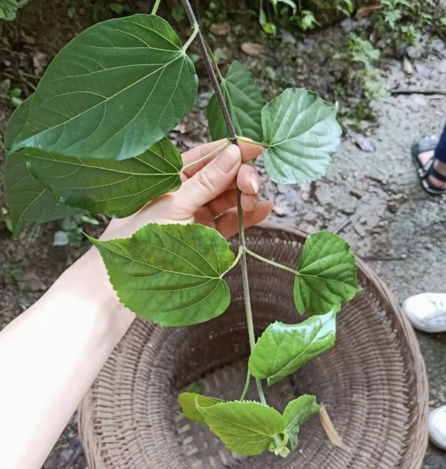 斑鸠叶树致富经_斑鸠叶树苗怎么栽种_斑鸠叶树苗