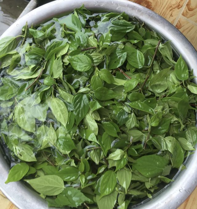 斑鸠叶树苗怎么栽种_斑鸠叶树致富经_斑鸠叶树苗