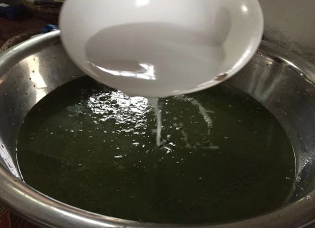 斑鸠叶树致富经_斑鸠叶树苗_斑鸠叶树苗怎么栽种