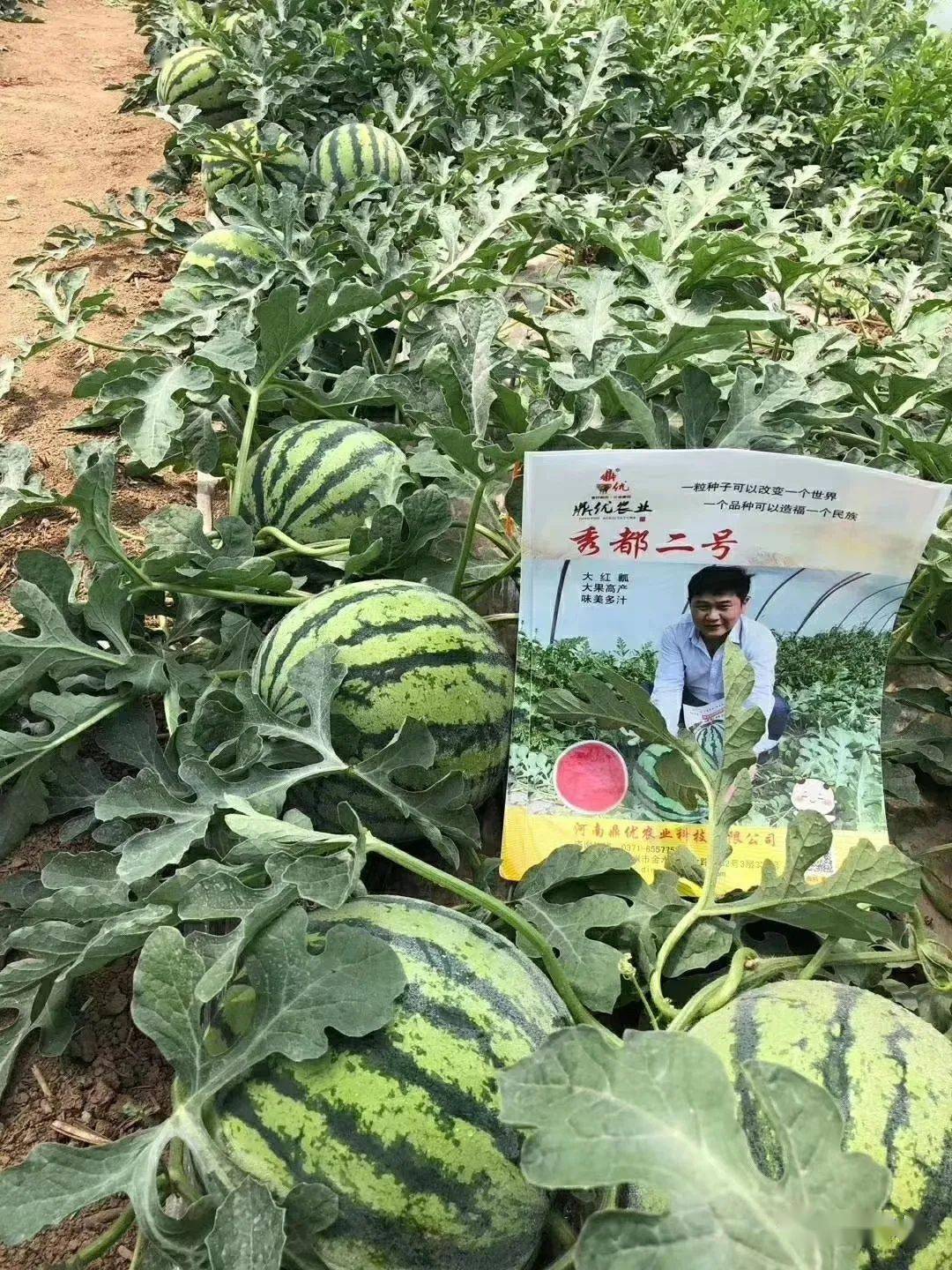 四川露地西瓜种植技术_西瓜种植四川露地技术与管理_西瓜种植四川露地技术要求