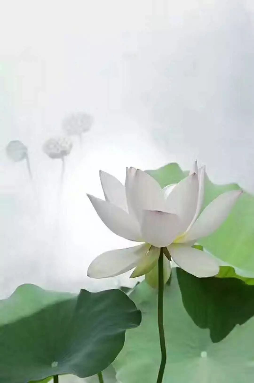 优质回答经验100字左右_优质回答的100个经验_优质回答的标准是什么