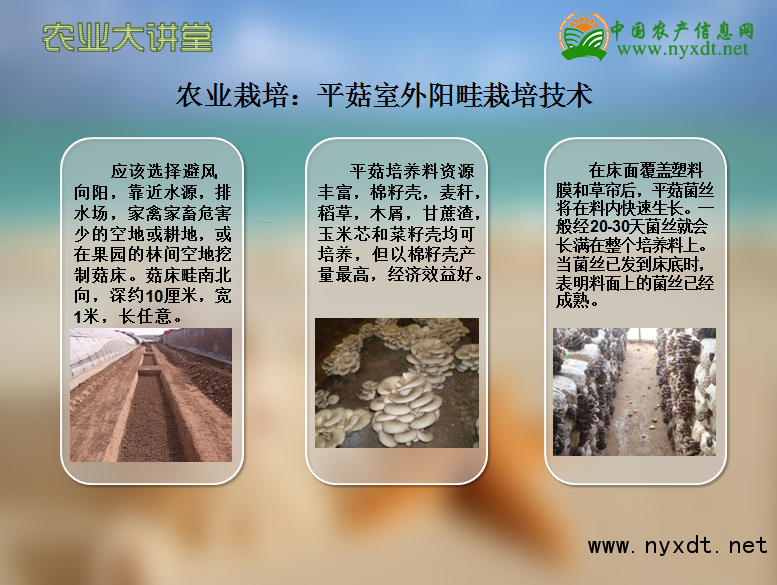 农业栽培：平菇室外阳畦栽培技术