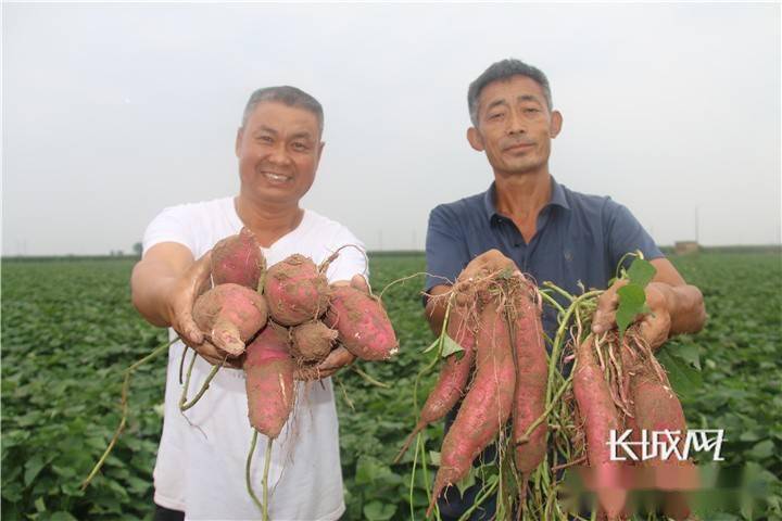 河北临漳：小红薯种出致富路