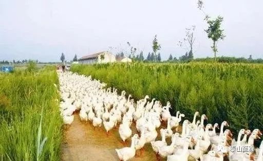 致富经鹅养殖技术视频_致富经养鹅真实例子_养鹅致富经鹅管家说鹅