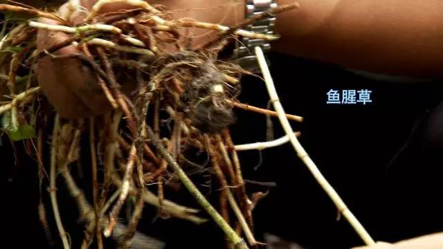 致富经龟类养殖_致富经养龟_致富经官网养龟