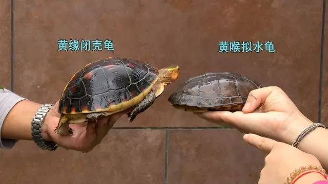 致富经官网养龟_致富经养龟_致富经龟类养殖