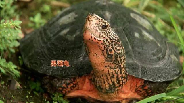 致富经官网养龟_致富经养龟_致富经龟类养殖
