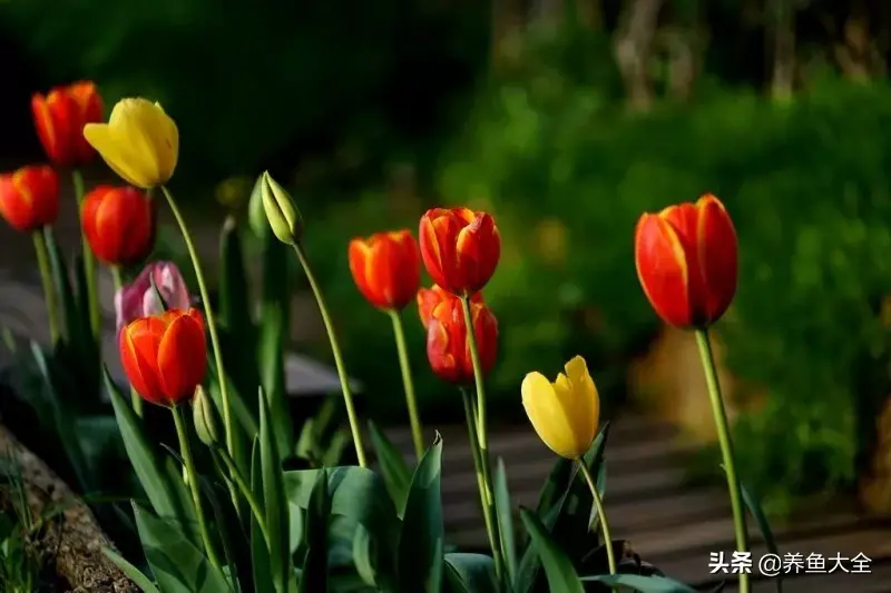致富养殖阁楼图片_阁楼养殖什么致富_致富养殖好项目大全