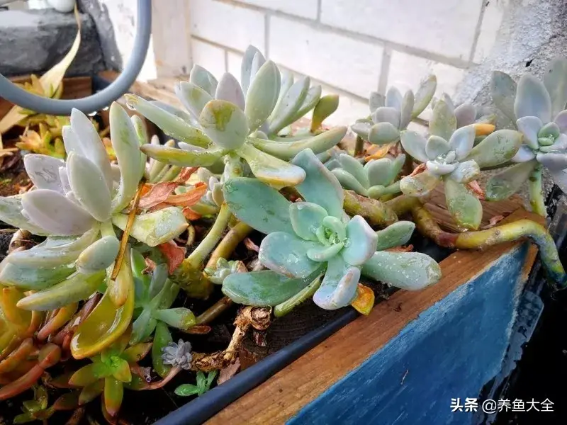 致富养殖阁楼图片_致富养殖好项目大全_阁楼养殖什么致富