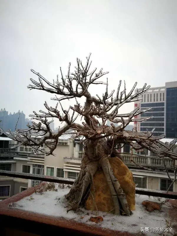 阁楼养殖什么致富_致富养殖阁楼图片_致富养殖好项目大全