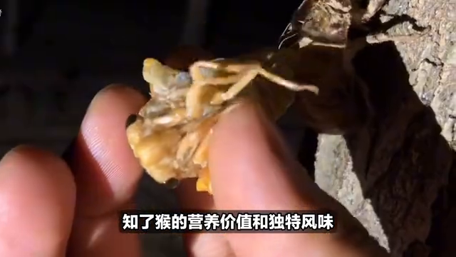 蝉养殖赚钱吗_致富经金蝉养殖_致富经养蝉