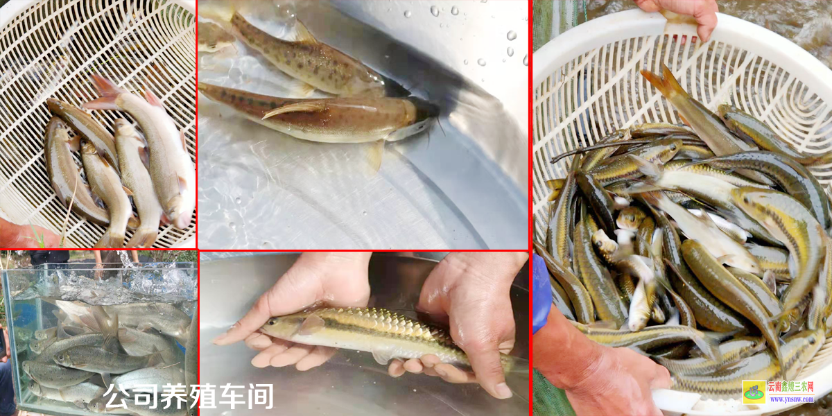 那1-2两的草鱼苗价格多少钱一斤？怎么养才能提高存活率？