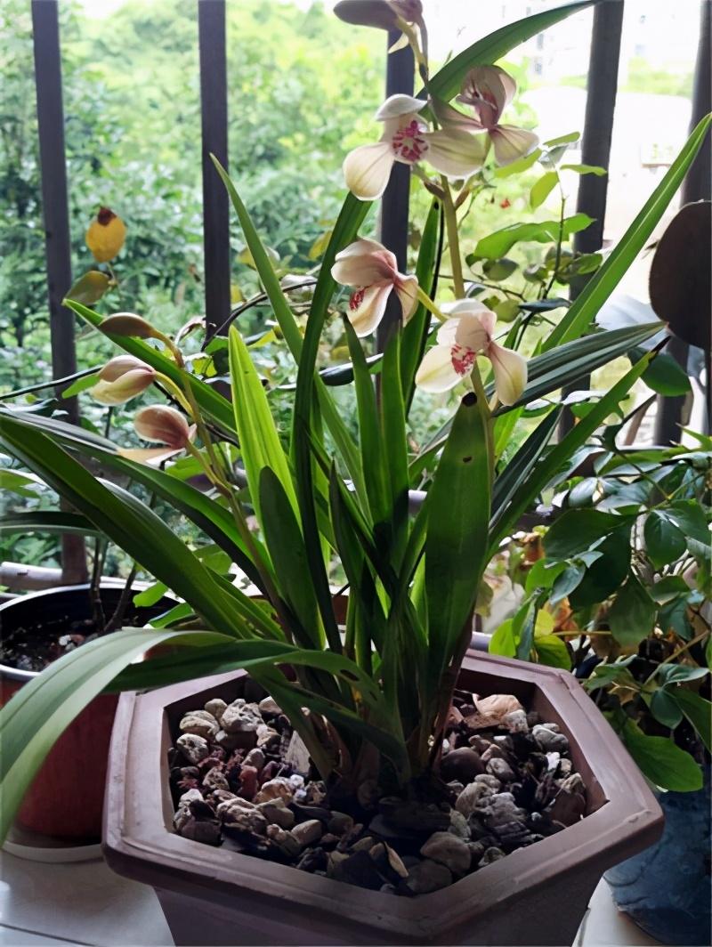 兰花养殖北方技术与管理_北方养兰花秘籍_兰花北方养殖技术