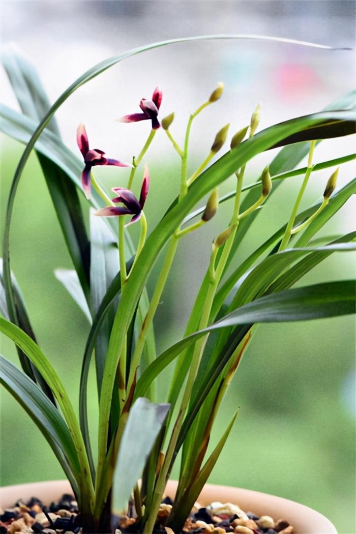 兰花养殖北方技术与管理_兰花北方养殖技术_北方养兰花秘籍