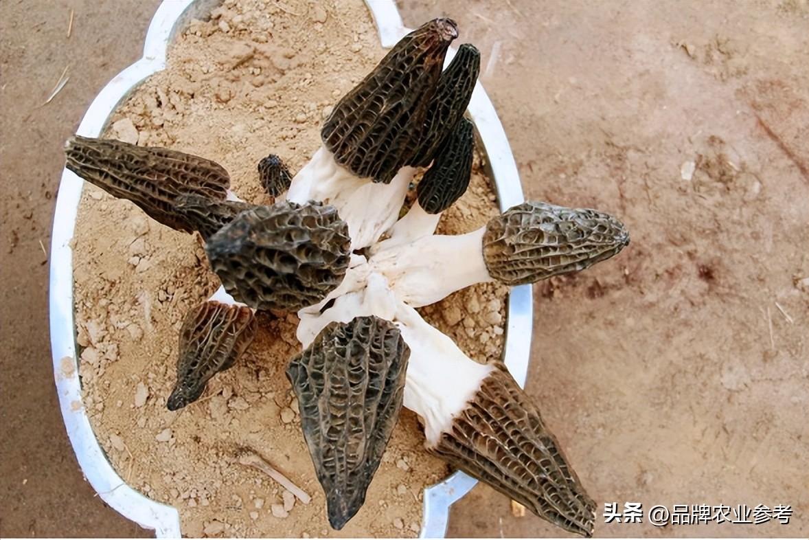 致富经养蝉_养蝉骗局_蝉养殖赚钱吗