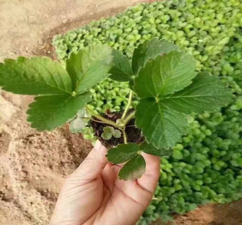 草莓种植技术计划_种植草莓计划技术总结_草莓种植计划方案