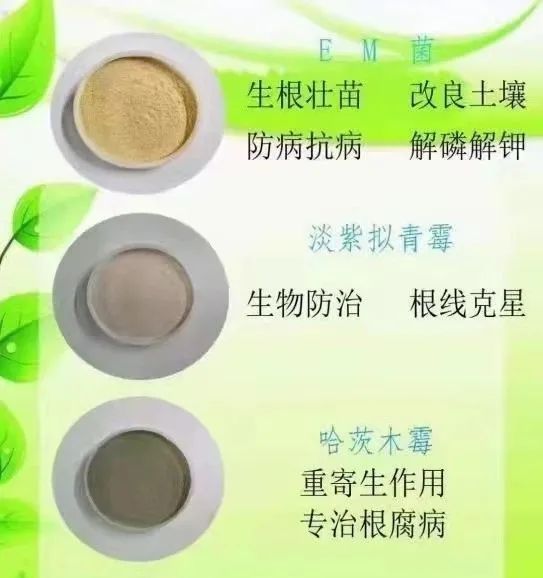 草莓种植计划方案_草莓种植技术计划_种植草莓计划技术总结