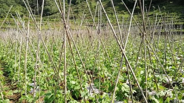 致富创业网搞养殖的_农村互联网养殖致富案例_农村致富网养殖业