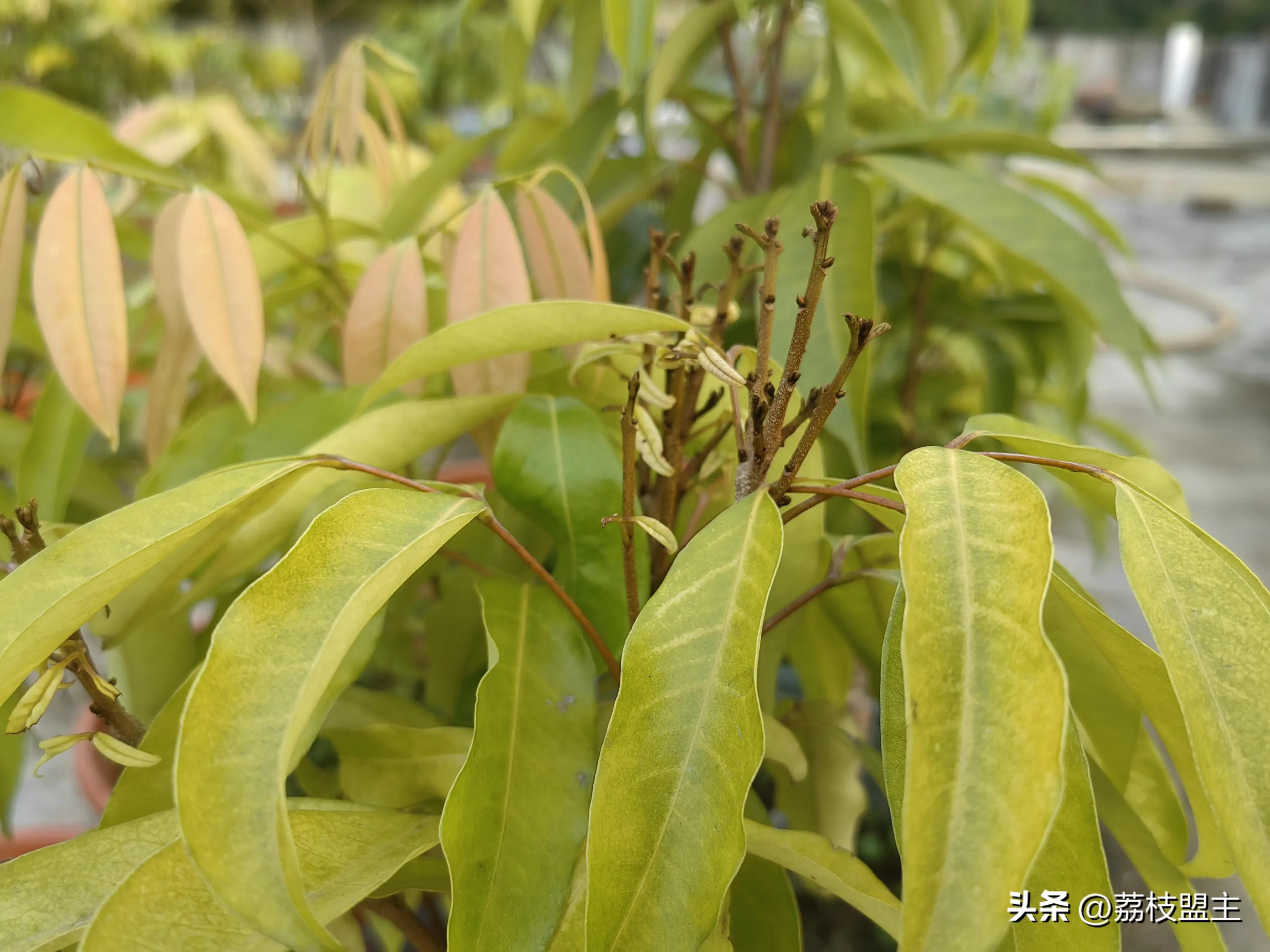种植嫁接荔枝技术要点_嫁接荔枝树苗种植技术_嫁接荔枝种植技术