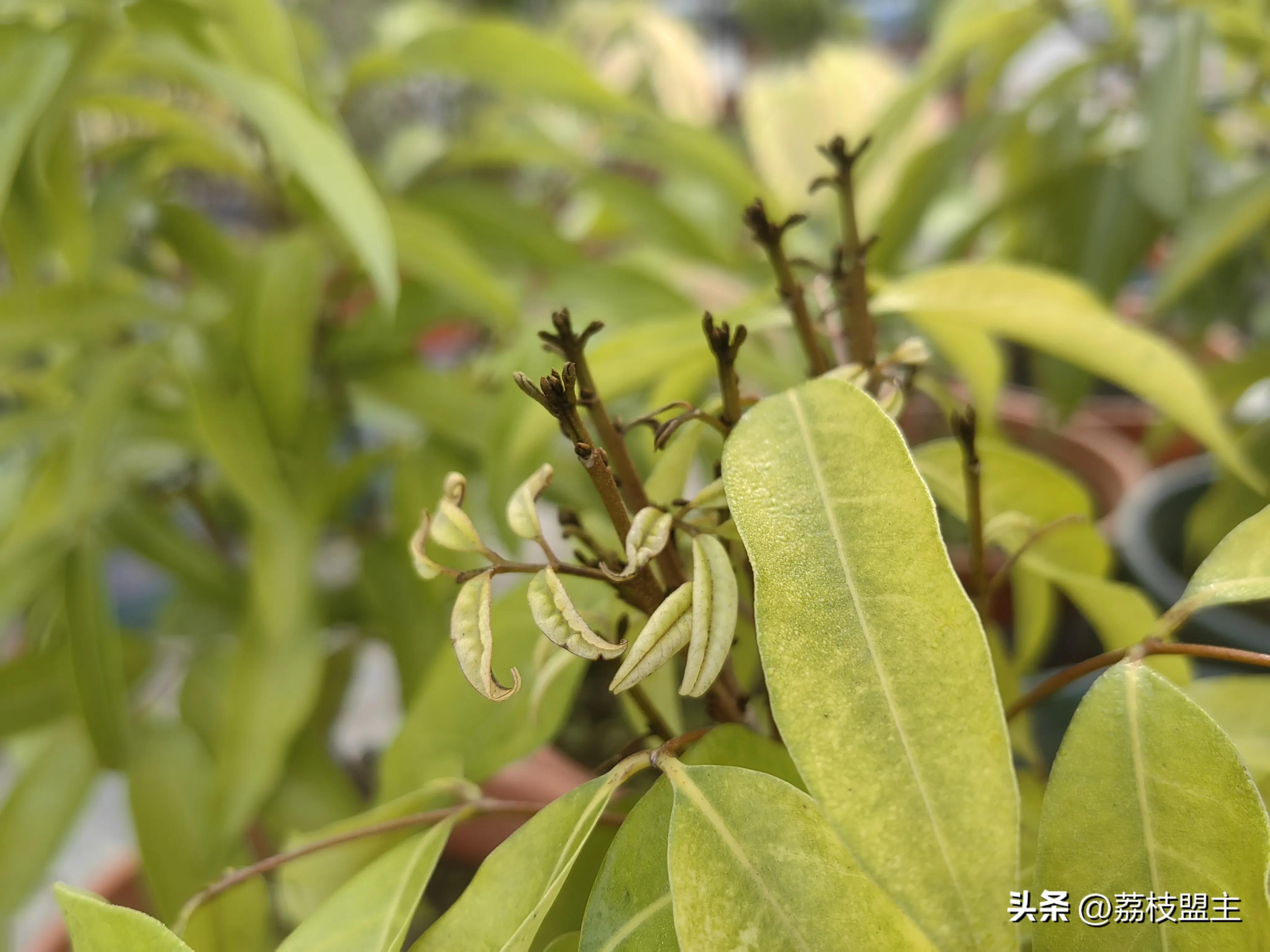 嫁接荔枝树苗种植技术_种植嫁接荔枝技术要点_嫁接荔枝种植技术