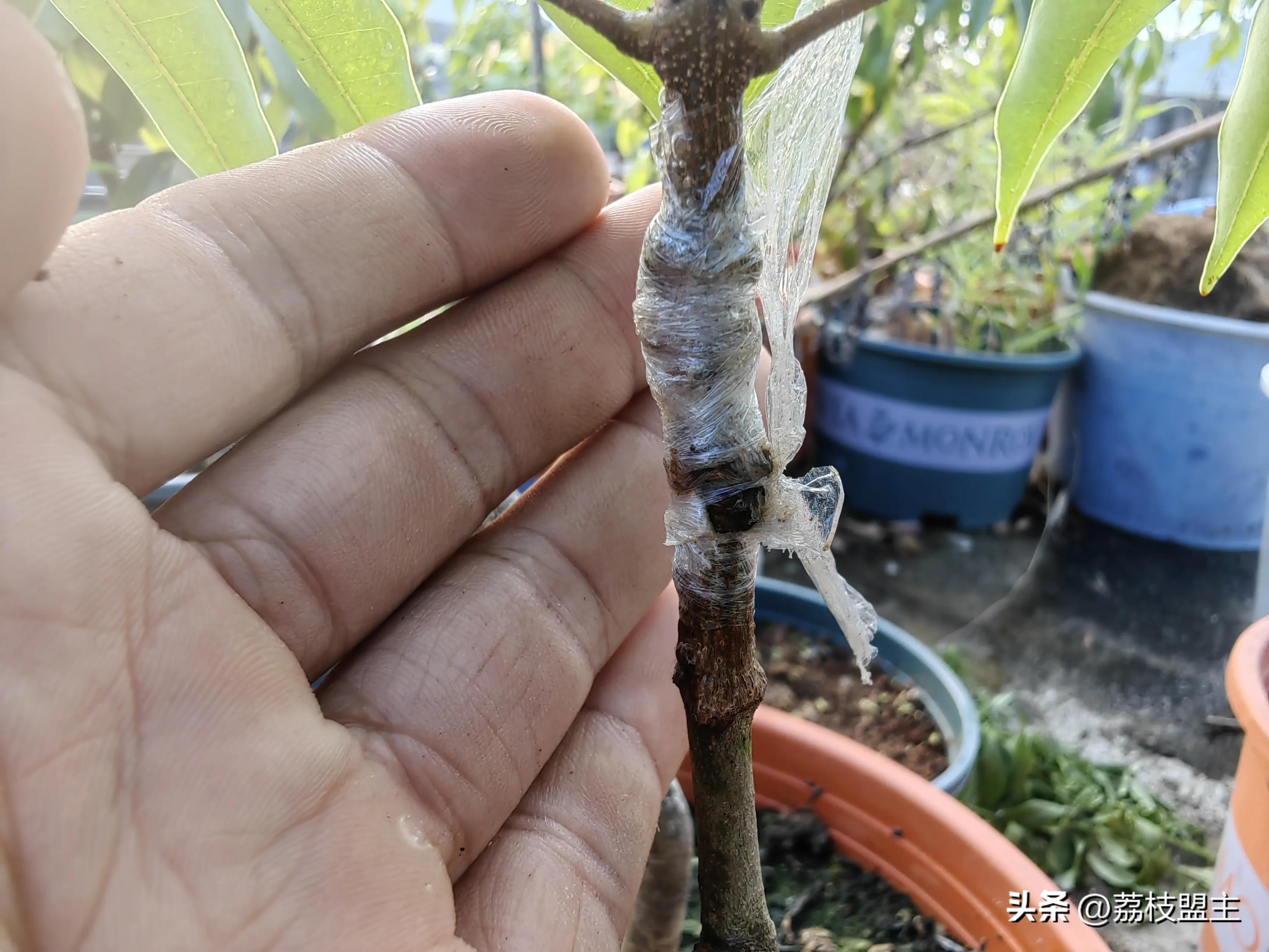 嫁接荔枝种植技术_嫁接荔枝树苗种植技术_种植嫁接荔枝技术要点