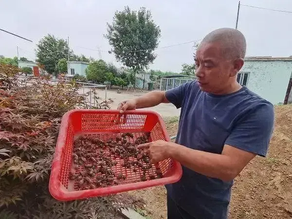 致富经养蝉_蝉养殖赚钱吗_蝉养殖