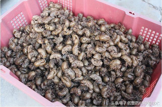 人工养殖蝉最快多长时间_蝉的人工养殖技术人工养殖_人工饲养蝉