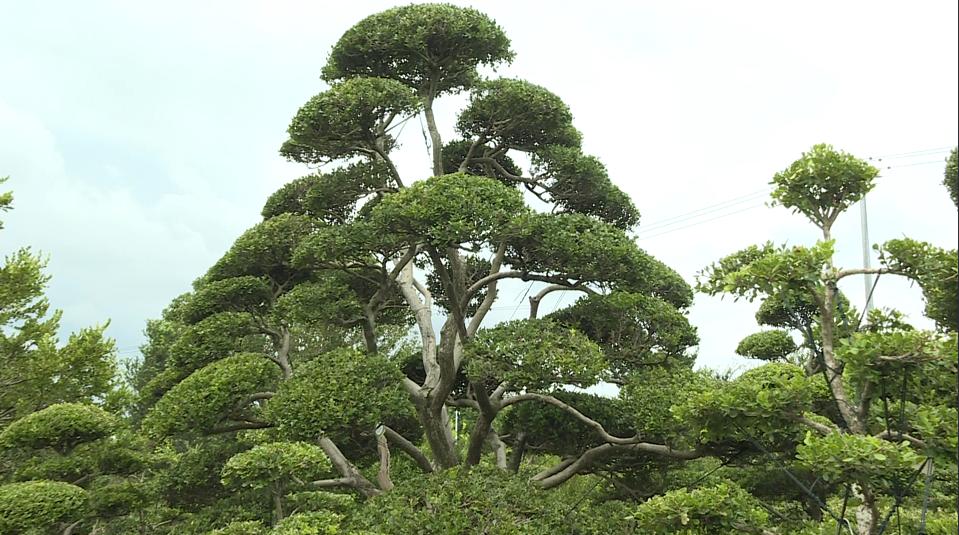 种植黄杨致富图片_黄杨种植前景_种养致富