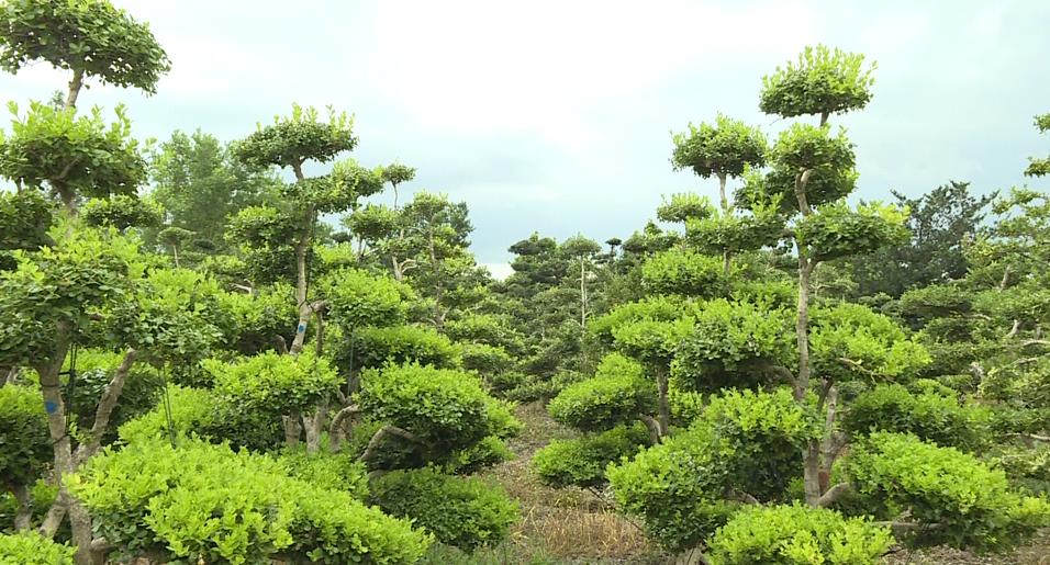 种养致富_黄杨种植前景_种植黄杨致富图片