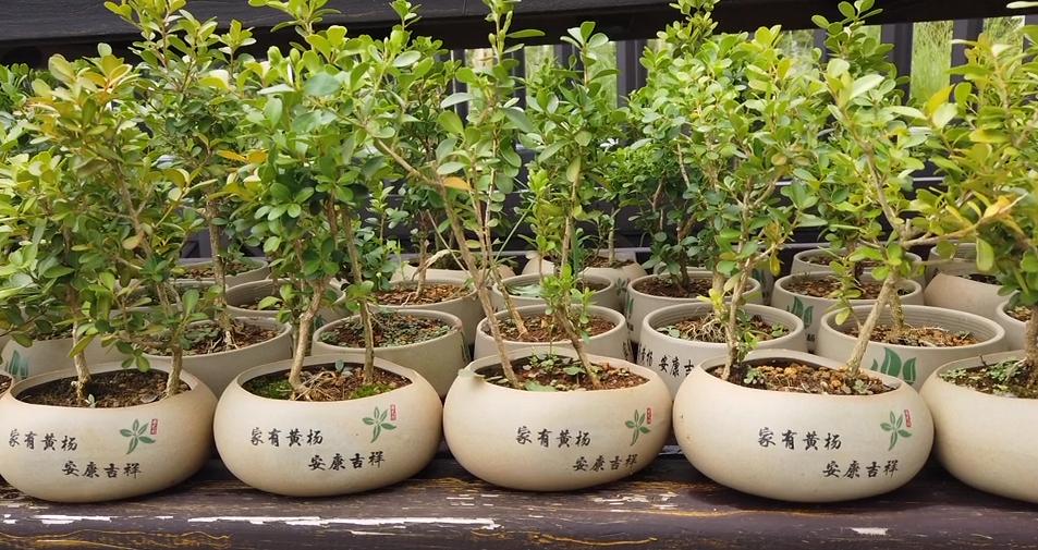 黄杨种植前景_种养致富_种植黄杨致富图片