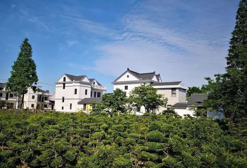 黄杨种植前景_种植黄杨致富图片_种养致富