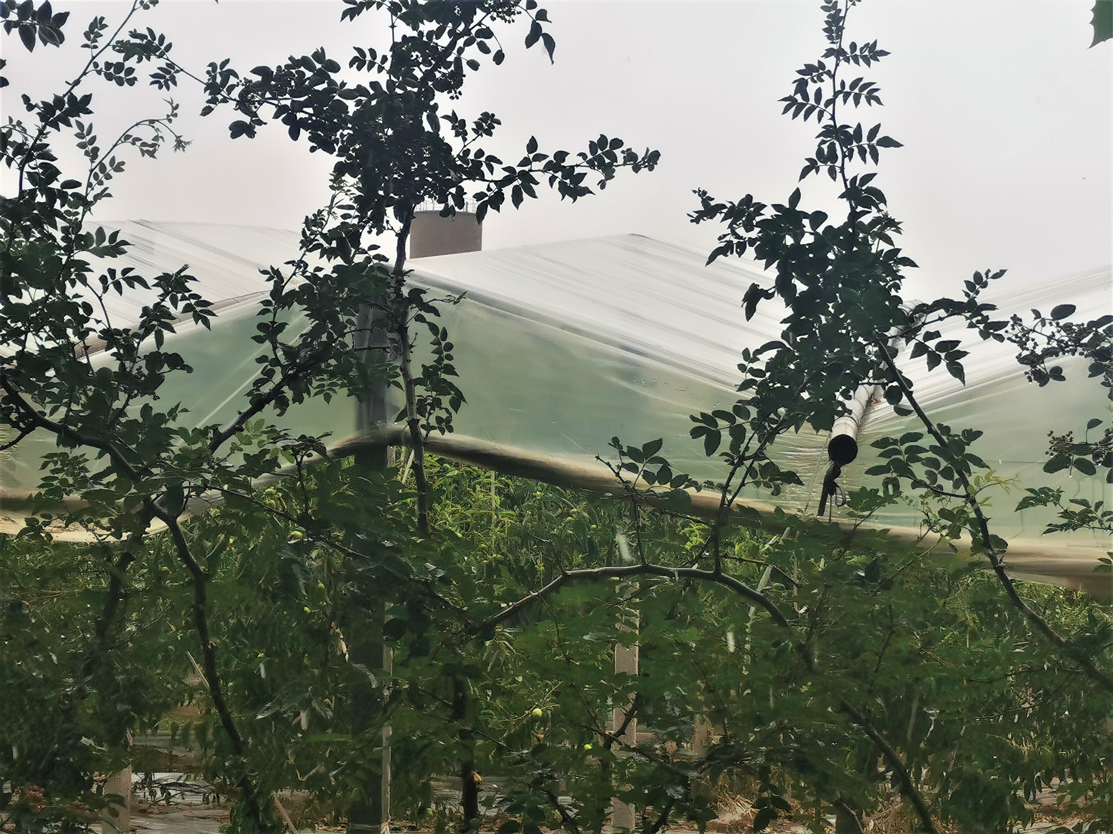小小花椒开辟致富路 返乡创业共建新农村