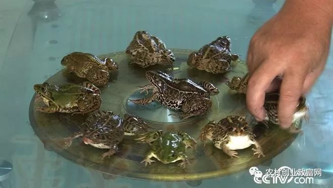 蛇养殖技术视频致富经_养殖蛇_养蛇技术视频大全集