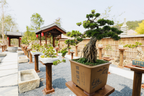 种养致富_黄杨种植前景_种植黄杨致富图片
