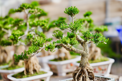 黄杨种植前景_种植黄杨致富图片_种养致富