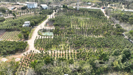 黄杨种植前景_种植黄杨致富图片_种养致富