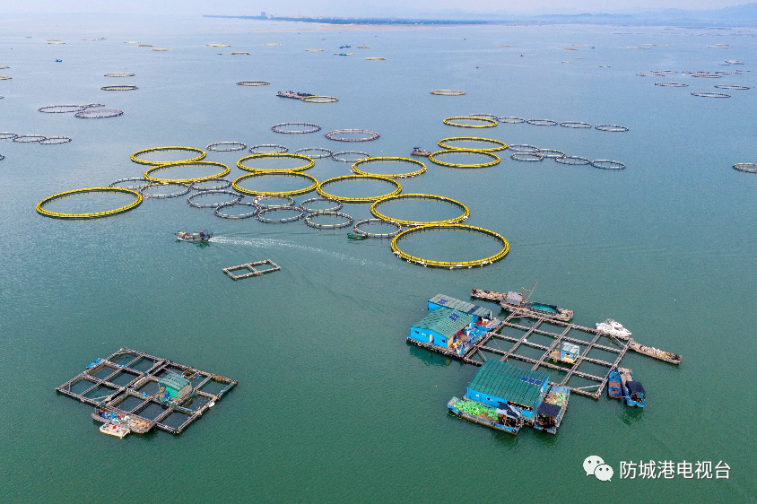 金鲳鱼养殖_金鲳鱼养殖技术指导_养殖金鲳鱼致富新闻视频