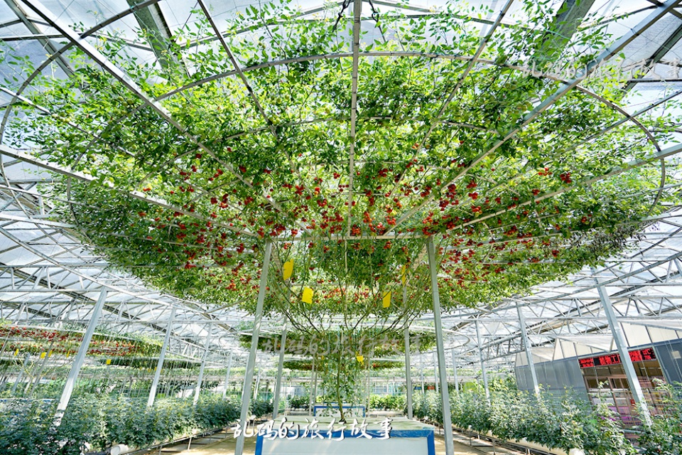 西红柿树年产果6000斤 连续收获20年 寿光种菜“黑科技”世界领先