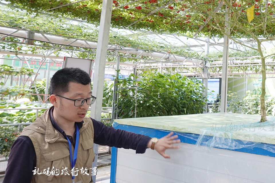 黑番茄种植技术哪里有_番茄种植小技巧_番茄种植全程教学视频