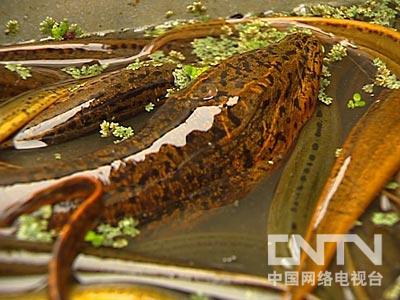 致富经大棚养黄鳝_温室大棚养黄鳝视频_大棚养殖黄鳝养殖池
