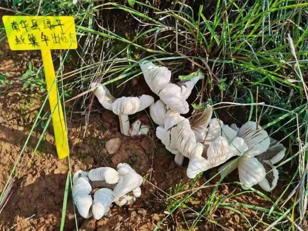 鸡枞菌种植骗局_鸡枞菌致富经_鸡枞菌菌种出售