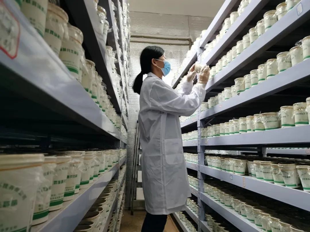 鸡枞菌致富经_鸡枞菌种植骗局_鸡枞菌菌种出售