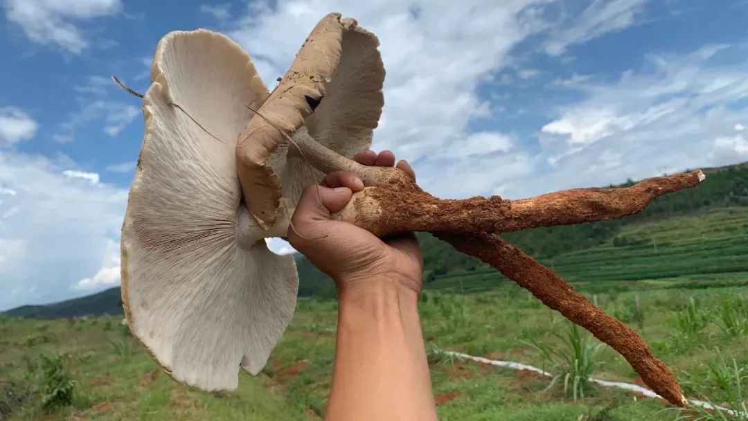 鸡枞菌种植骗局_鸡枞菌致富经_鸡枞菌菌种出售