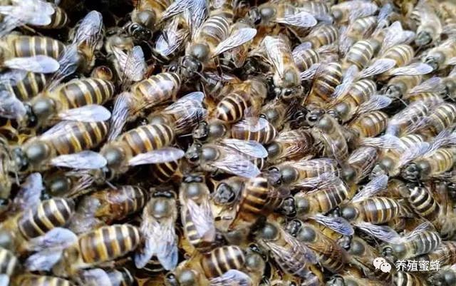 蜜蜂致富养殖方法_养殖蜜蜂致富_蜜蜂致富养殖视频
