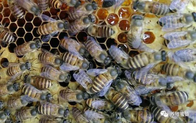 养殖蜜蜂致富_蜜蜂致富养殖方法_蜜蜂致富养殖视频
